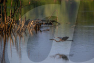 Wildlife In Indiana