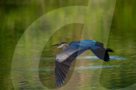 Wildlife In Indiana