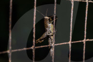 Short-horned Grasshopper - Pezotettix Giornae - Animal India
