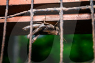 Short-horned Grasshopper - Pezotettix Giornae - Animal India
