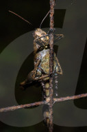 Short-horned Grasshopper - Pezotettix Giornae - Animal India