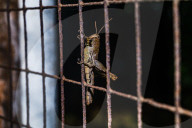 Short-horned Grasshopper - Pezotettix Giornae - Animal India
