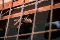 Short-horned Grasshopper - Pezotettix Giornae - Animal India