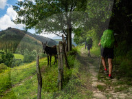 Walking The Northern Way, In Spain. May-June 2025