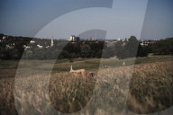 Long summer days on Hampstead Heath in London – in pictures