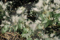 Long summer days on Hampstead Heath in London – in pictures