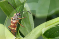 Banded Longhorn Beetle