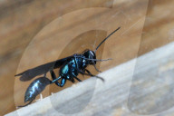 Blue Mud Dauber Wasp