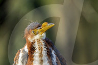 Birds Of Florida Wetlands
