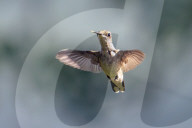 Birds Of Florida Wetlands