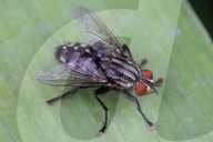 Flesh Fly