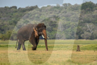 Wildlife Attractions In Sri Lanka - Kaudulla National Park