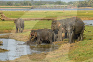 Wildlife Attractions In Sri Lanka - Kaudulla National Park