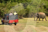Wildlife Attractions In Sri Lanka - Kaudulla National Park