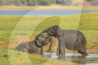 Wildlife Attractions In Sri Lanka - Kaudulla National Park