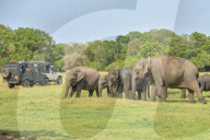 Wildlife Attractions In Sri Lanka - Kaudulla National Park