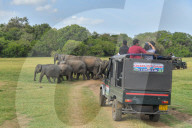 Wildlife Attractions In Sri Lanka - Kaudulla National Park