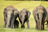 Wildlife Attractions In Sri Lanka - Kaudulla National Park