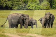 Wildlife Attractions In Sri Lanka - Kaudulla National Park