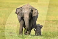 Wildlife Attractions In Sri Lanka - Kaudulla National Park
