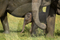 Wildlife Attractions In Sri Lanka - Kaudulla National Park