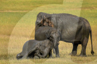 Wildlife Attractions In Sri Lanka - Kaudulla National Park