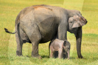 Wildlife Attractions In Sri Lanka - Kaudulla National Park