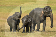 Wildlife Attractions In Sri Lanka - Kaudulla National Park