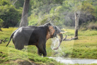 Wildlife Attractions In Sri Lanka - Kaudulla National Park