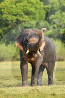 Wildlife Attractions In Sri Lanka - Kaudulla National Park
