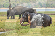 Wildlife Attractions In Sri Lanka - Kaudulla National Park