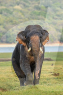 Wildlife Attractions In Sri Lanka - Kaudulla National Park