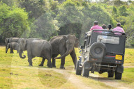 Wildlife Attractions In Sri Lanka - Kaudulla National Park