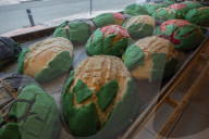 Production Of Mexican Sweet Bread ‘ Concha Elote’