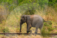 Wildlife In Sri Lanka