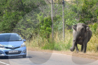 Wildlife In Sri Lanka