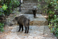 Daily Life In Sardinia