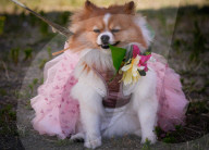 Dog Fashion Show In Vancouver