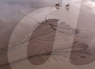 Tidal Tree Landscape in Yancheng
