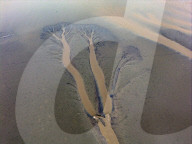 Tidal Tree Landscape in Yancheng