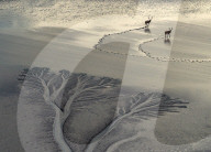 Tidal Tree Landscape in Yancheng