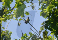 India Animal Bird