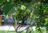 India Animal Bird