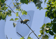 India Animal Bird