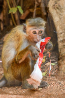 Wildlife In Sri Lanka