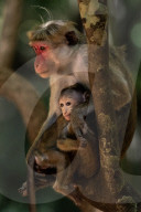 Wildlife In Sri Lanka