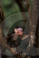 Wildlife In Sri Lanka