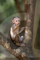 Wildlife In Sri Lanka
