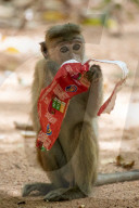 Wildlife In Sri Lanka