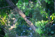 Oriental Magpie Robin Bird